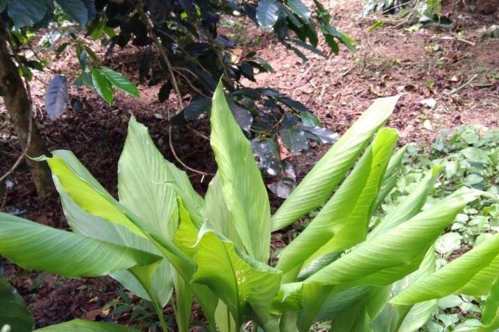 Tumpang Sari Kopi dan Jahe Menguntungkan