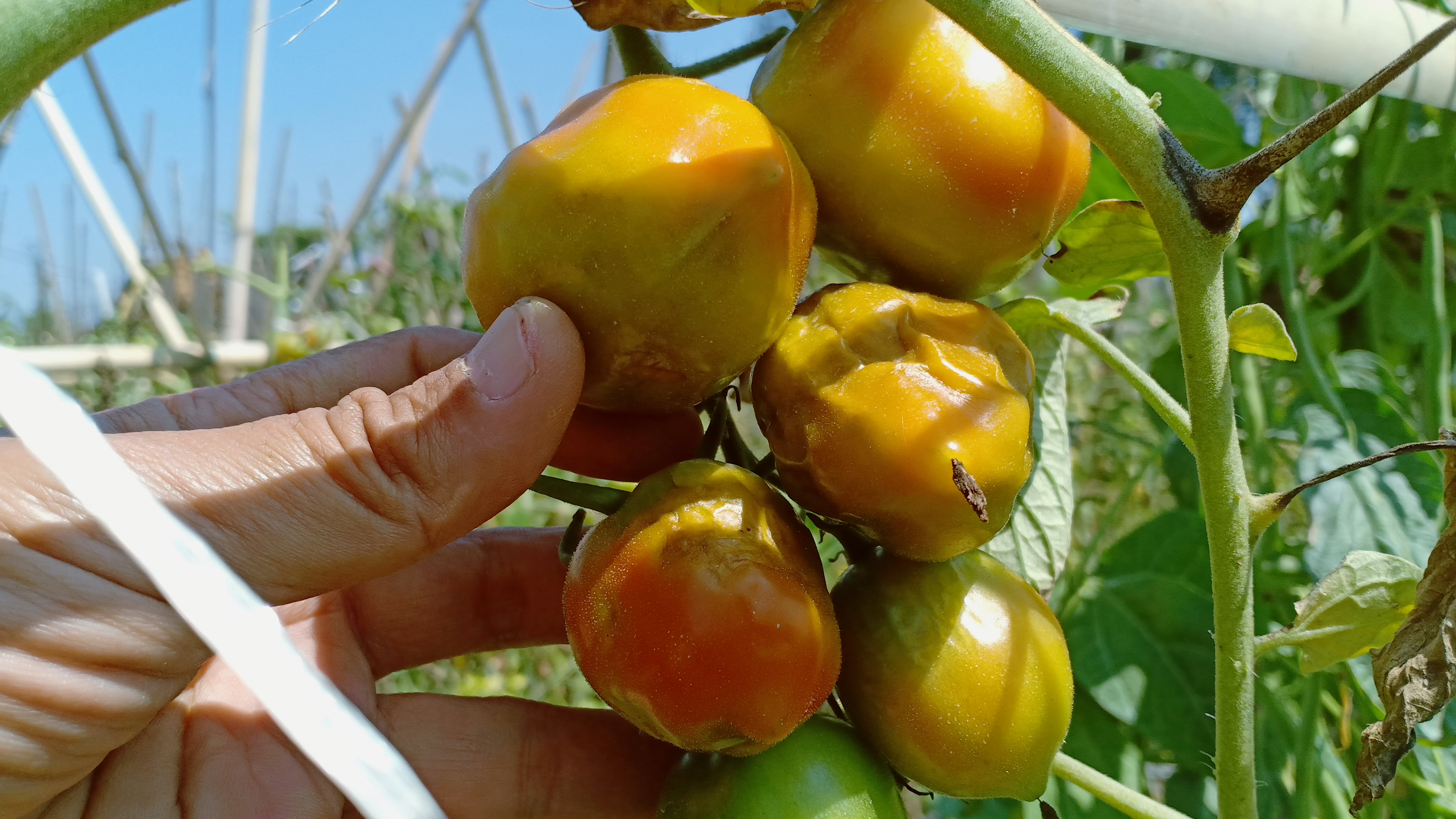 Petani tomat di Lembang mengeluhkan banyak tomat rusak akibat kemarau yang melanda wilayah itu sejak dua bulan lalu. 