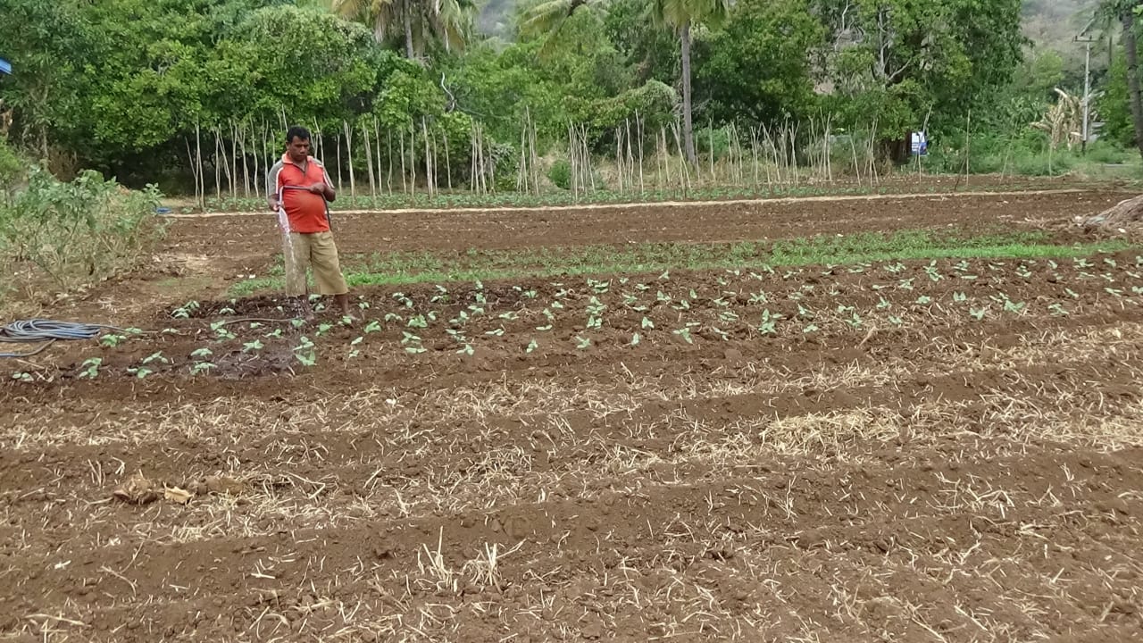  Wilhelmus petani asal Desa Tiwatobi, Kecamatan Ile Mandiri, Flores Timur hanya sanggup menyirami tanaman seminggu dua kali. 