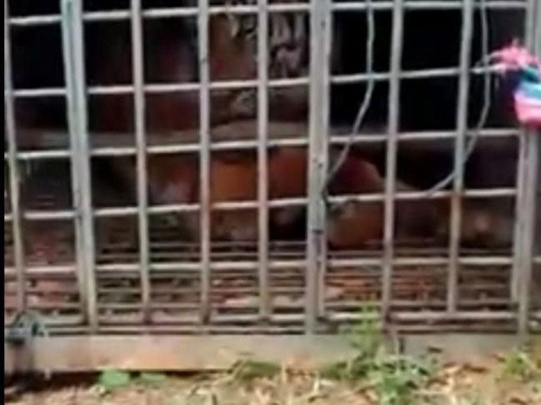  Harimau Sumatera yang ditangkap di Padang Lawas, Sumut