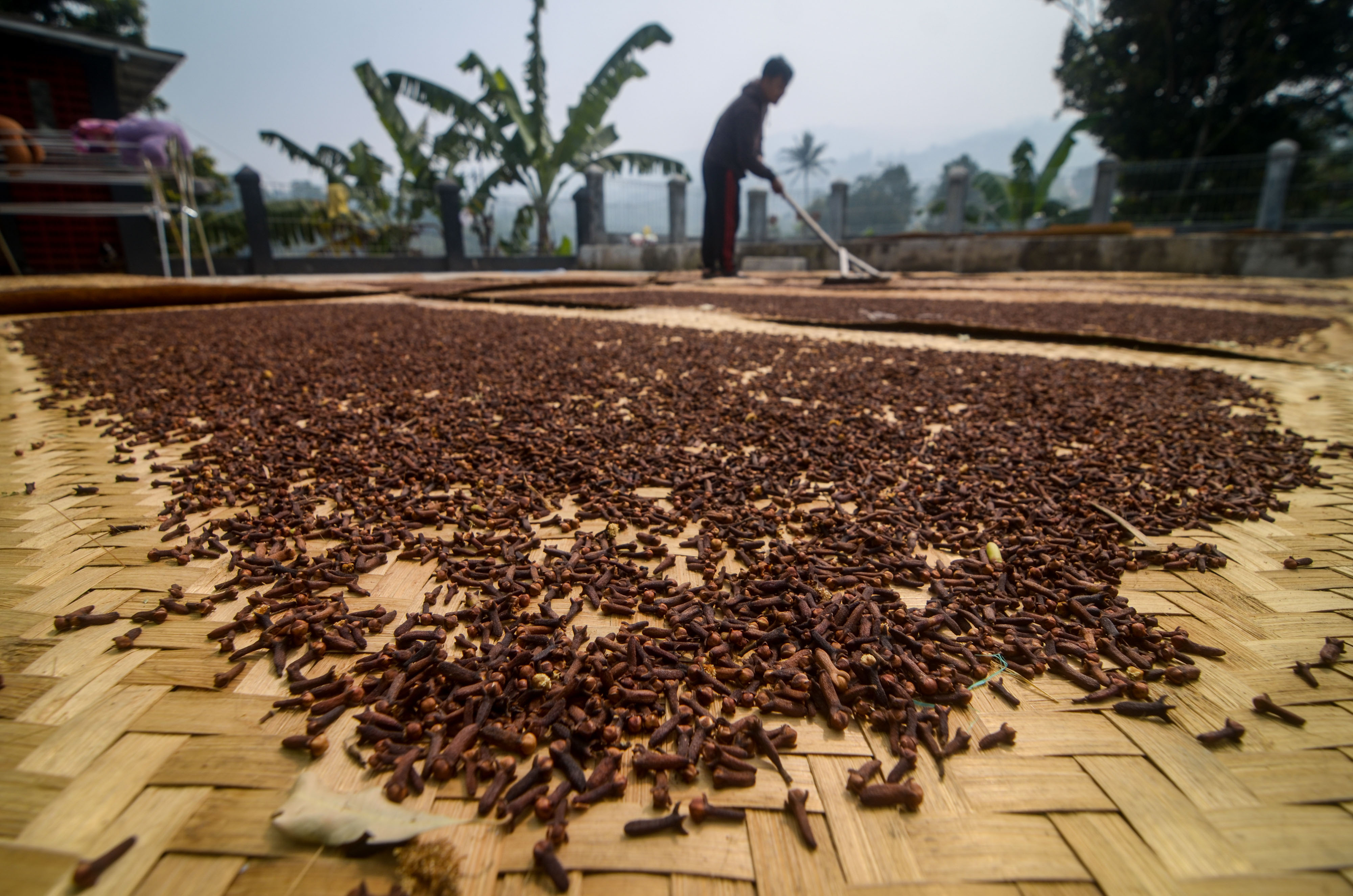 Petani mengeringkan biji cengkih yang telah dipanen di Kabupaten Bandung, Jawa Barat, beberapa waktu lalu. 