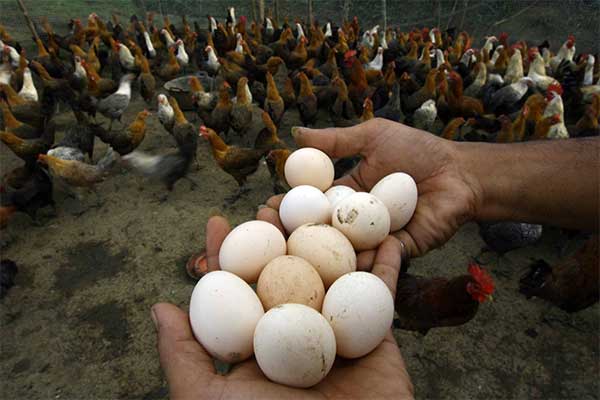 Peternak ayam di Desa Maheng, Kecamatan Kuta Cot Glie, Kabupaten Aceh Besar, Nanggroe aceh Darussalam, Sabtu (3/4)