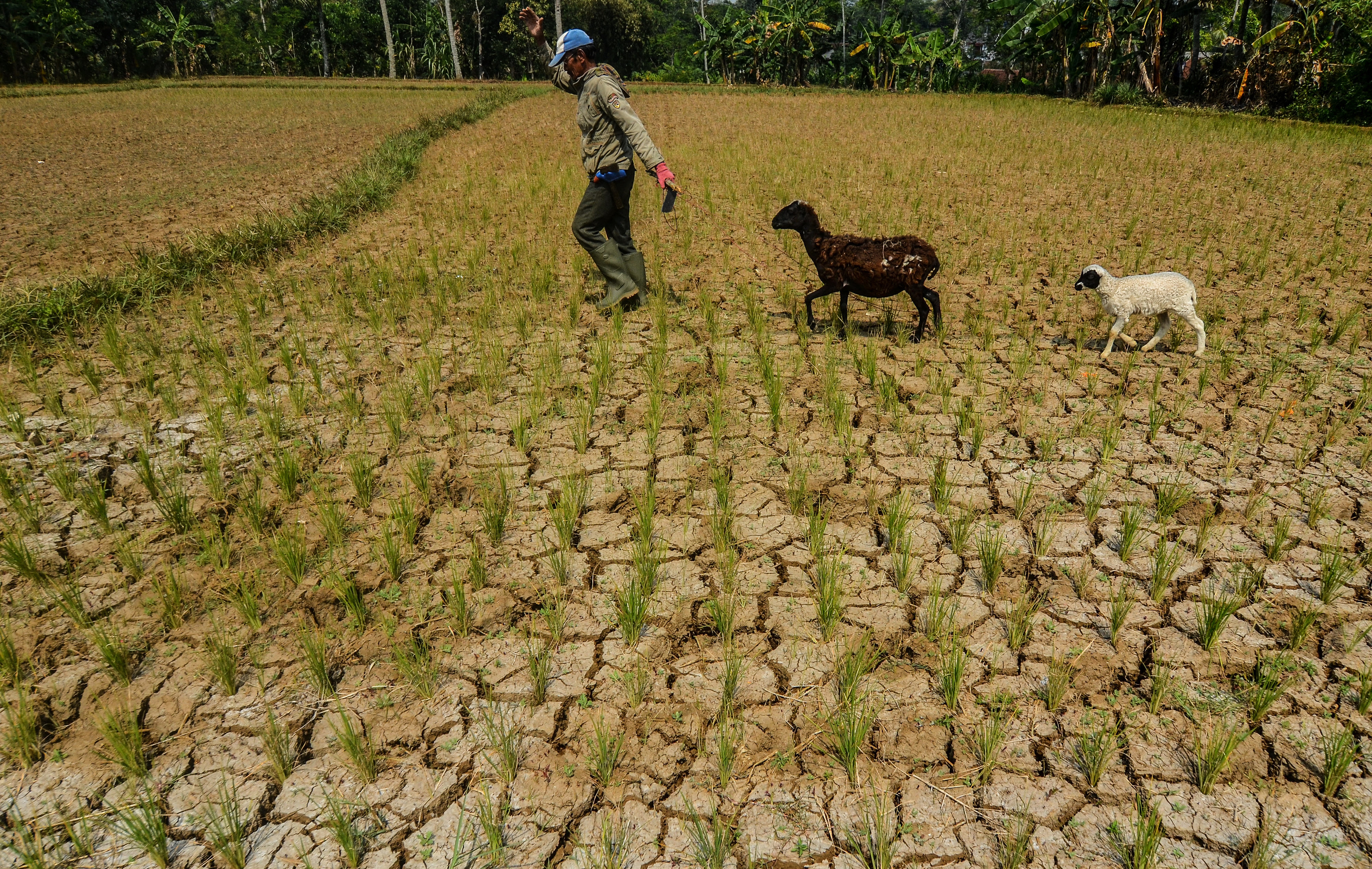  Warga menggembala kambing di lahan kering yang ditanami padi berusia satu bulan