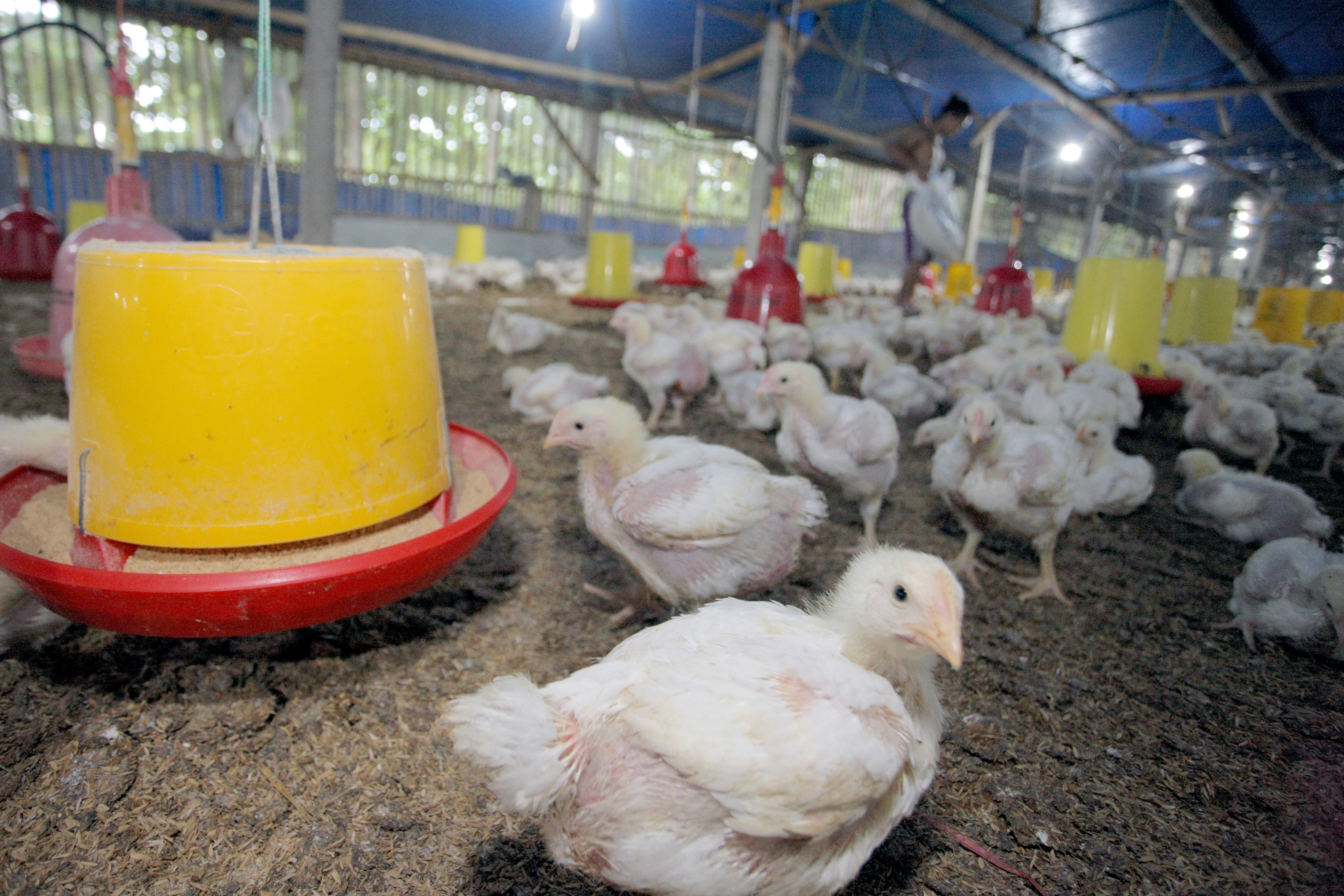 Peternak memberi pakan di salah satu peternakan ayam pedaging (Broiler) 