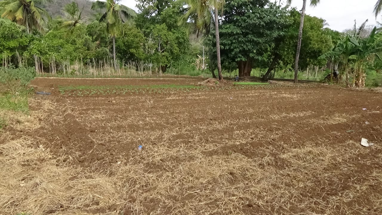 Kekeringan di Flores Timur