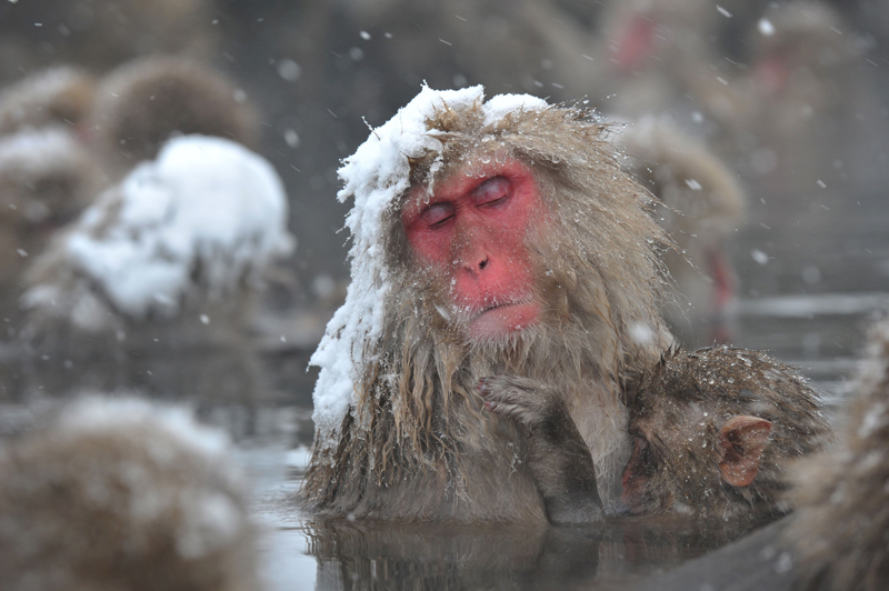 warna merah pada kera Jepang sebagai status sosial.