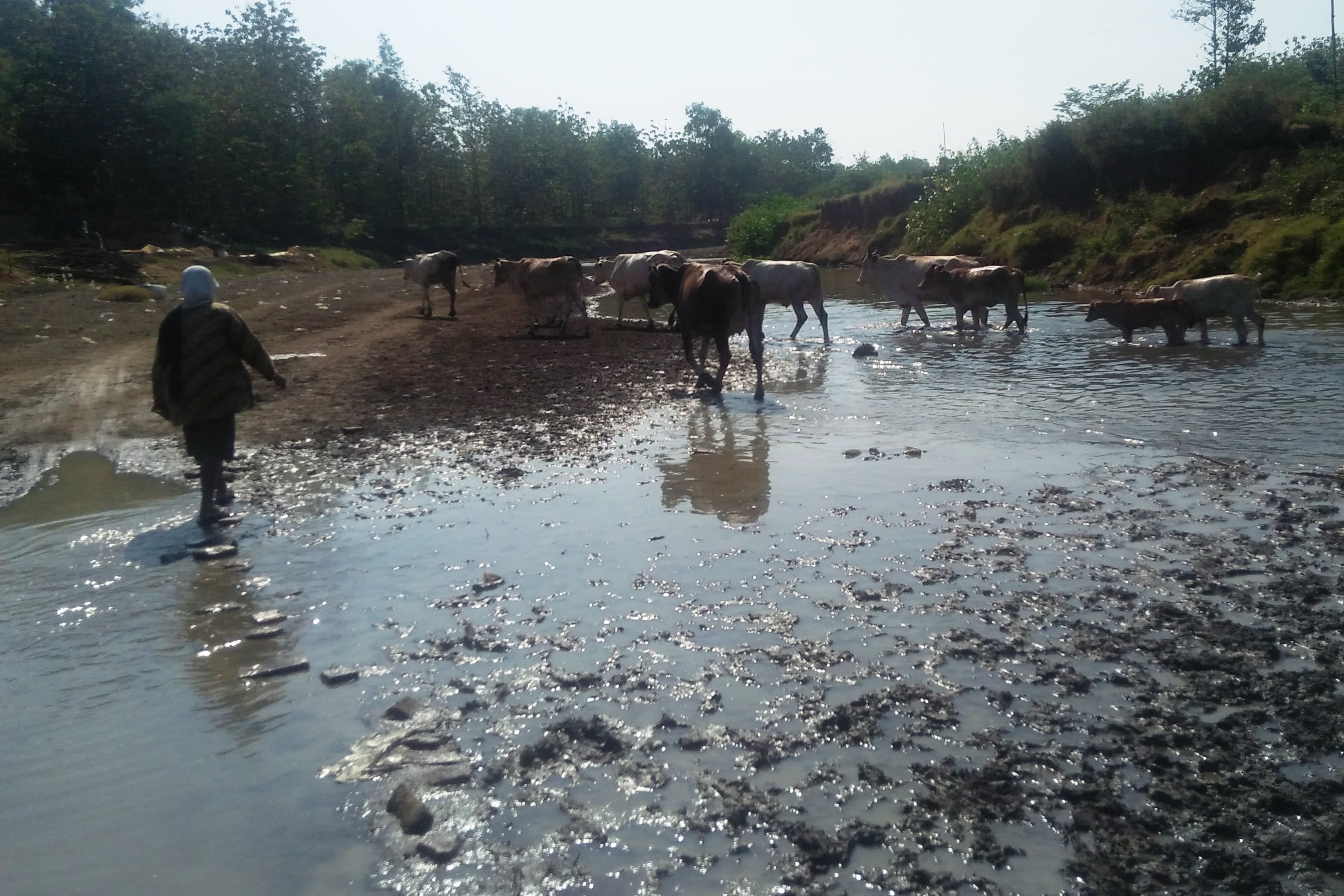Penggembala menggiring sapi mereka menyeberangi aliran sungai kering sekitar Bendungan Cisadap.