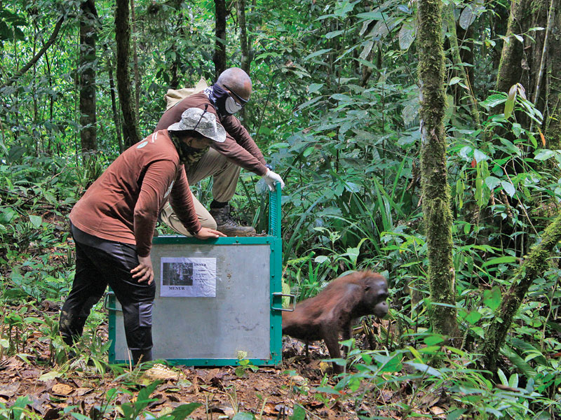 Pelepasliaran Orang Utan di kawasan hutan Kehje Sewen.