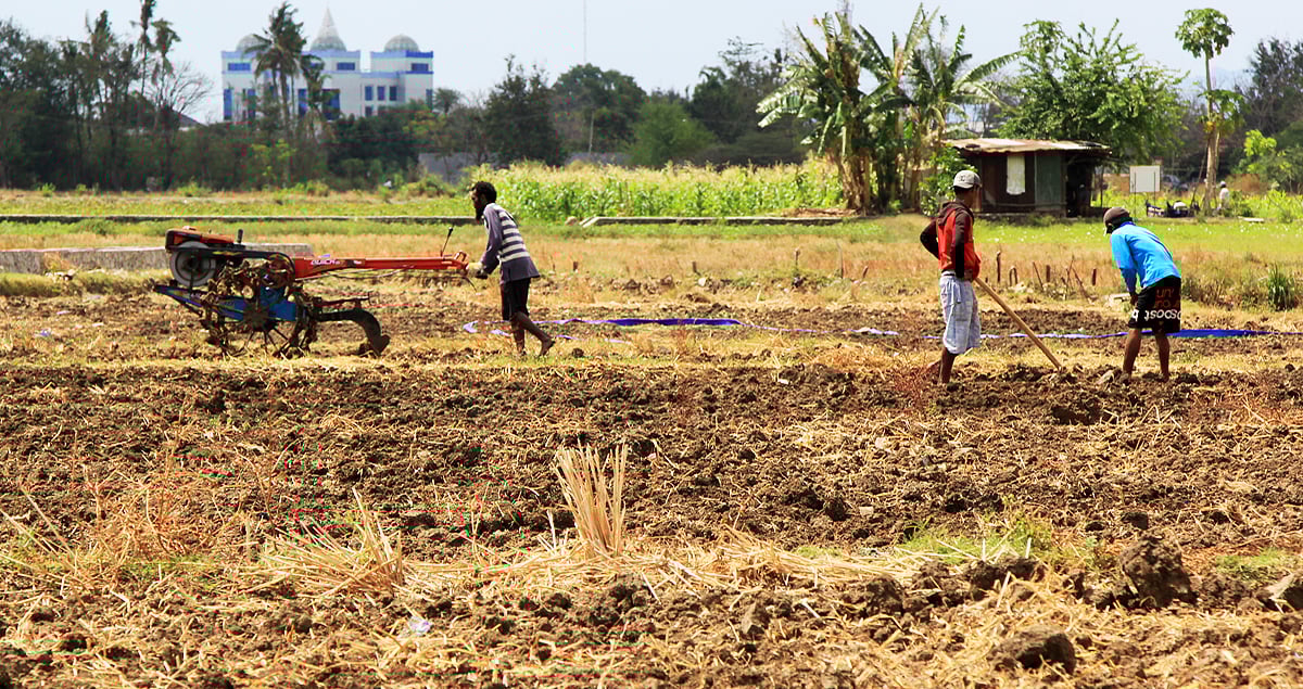 Petani mengolah lahan untuk persiapan menanam bawang merah di Persawahan