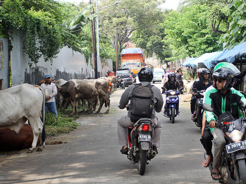 Sejumlah kendaraan melintasi lapak pedagang hewan Qurban yang berjualan di pinggir jalan di Jakarta.