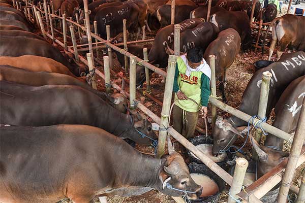 Ilustrasi -- Penjual hewan kurban