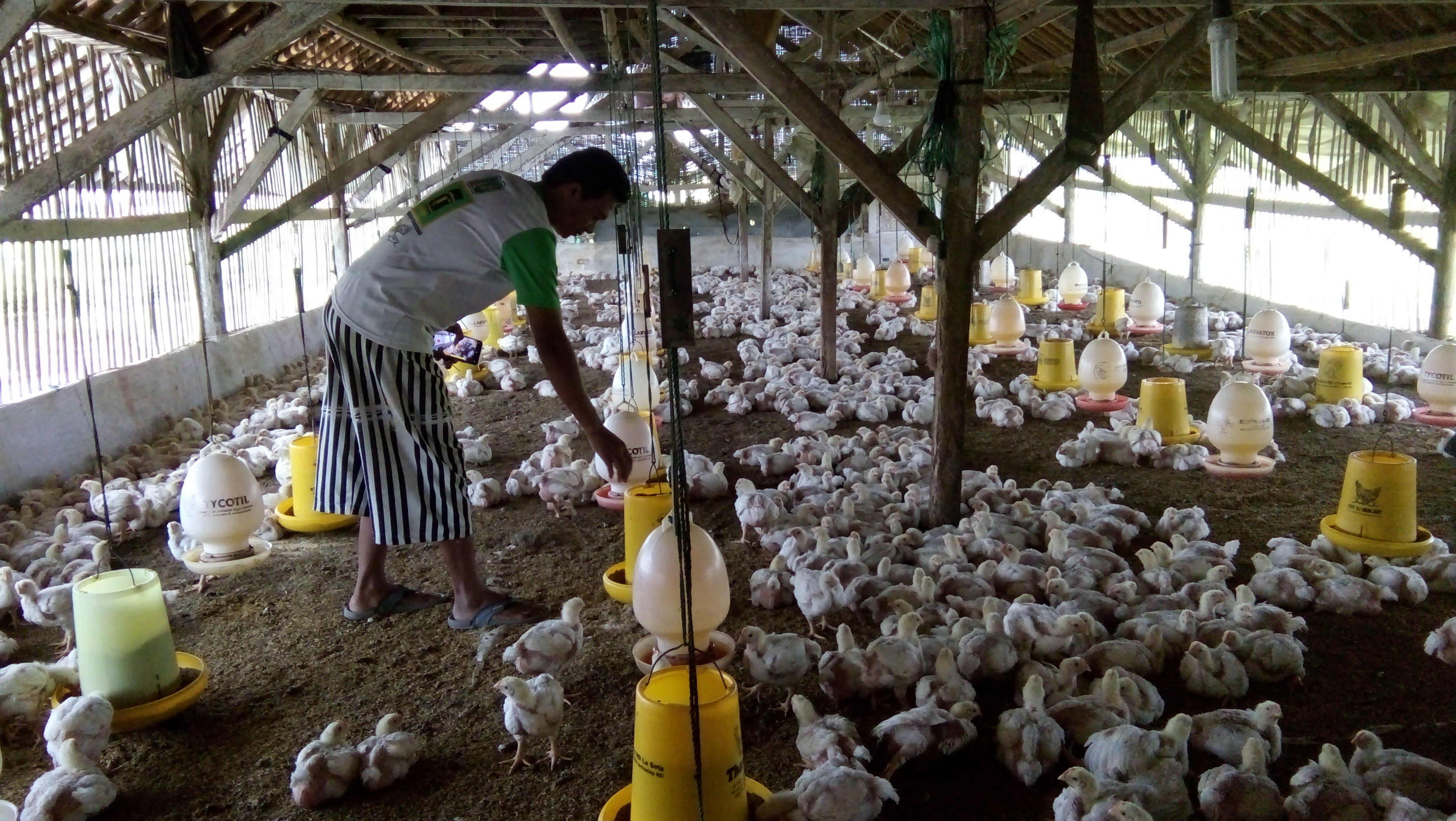 orang peternak di Kampung Depok, Kelurahan Sukamenak, KecamatanPurbaratu Kota Tasikmalaya, Jawa Barat memberikan pakan ayam boiler 
