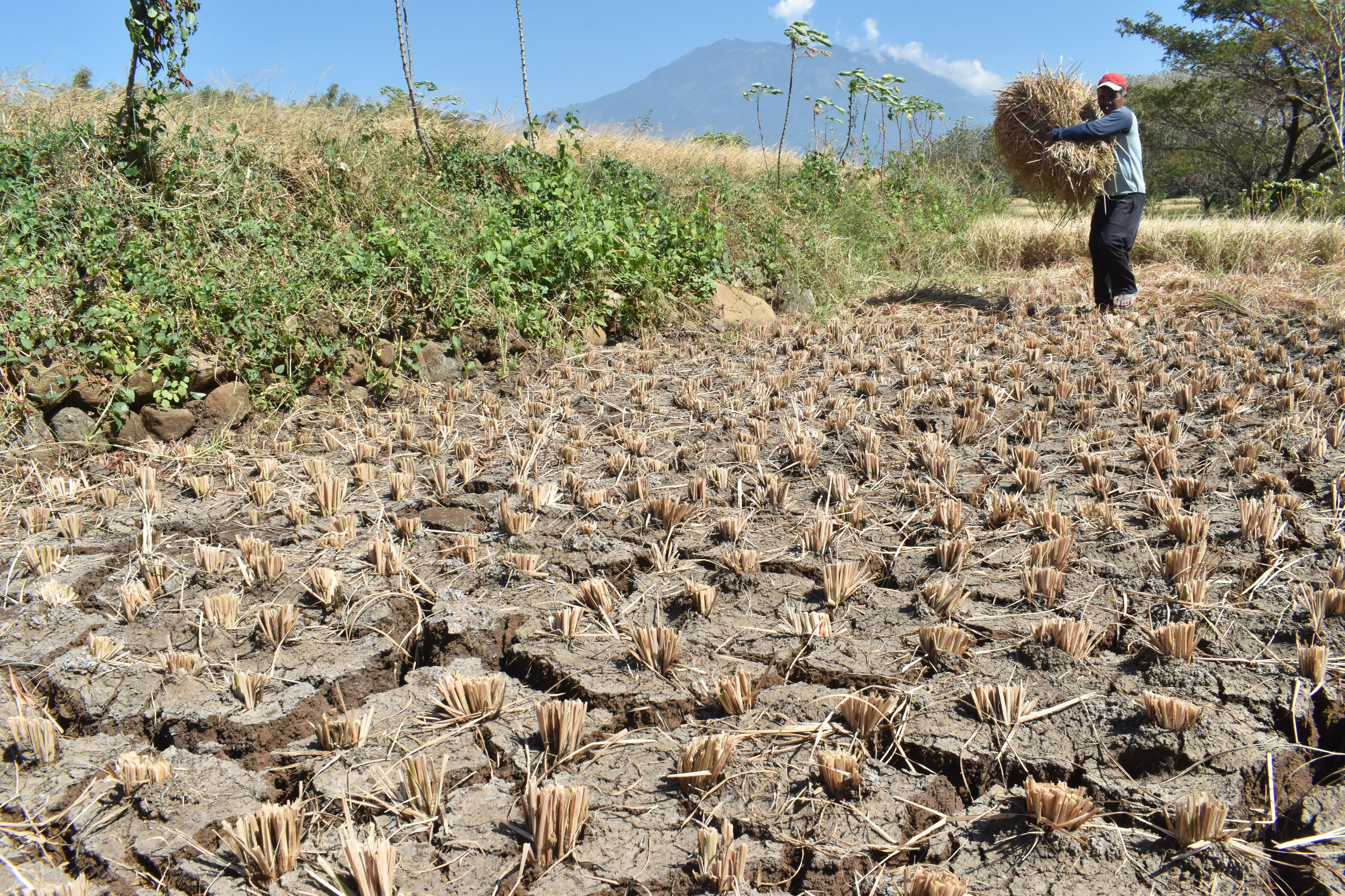 Petani membabat tanaman padinya yang rusak akibat kekeringan di Kabupaten Magetan, Jawa Timur.
