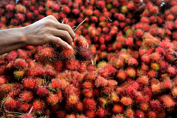 Petani merapikan rambutan hasil panennya di Gowa, Sulsel, Senin (13/1).