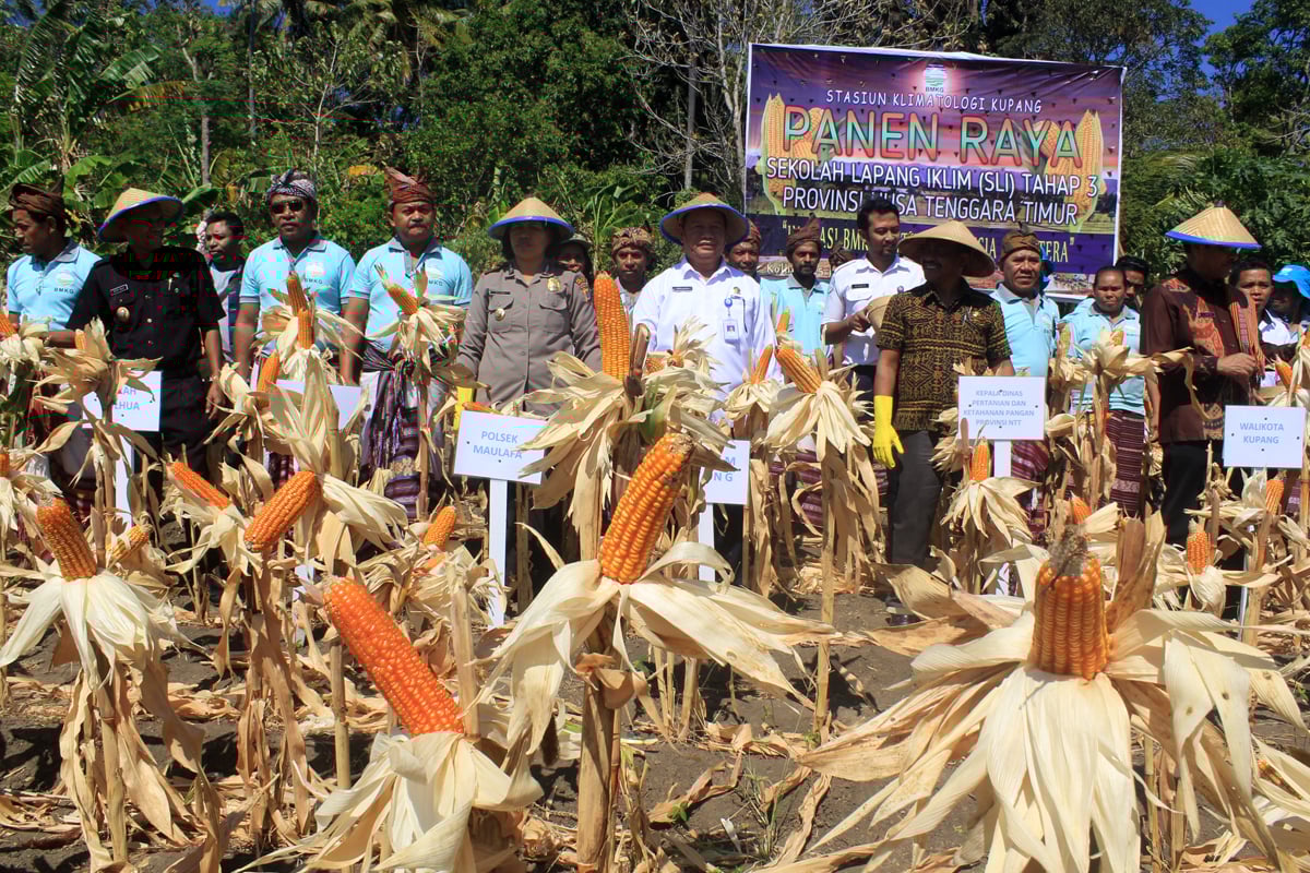 BMKG bersama petani melakukan panen raya jagung Lamuru di lahan Sekolah Lapang Iklim (SLI) di NTT