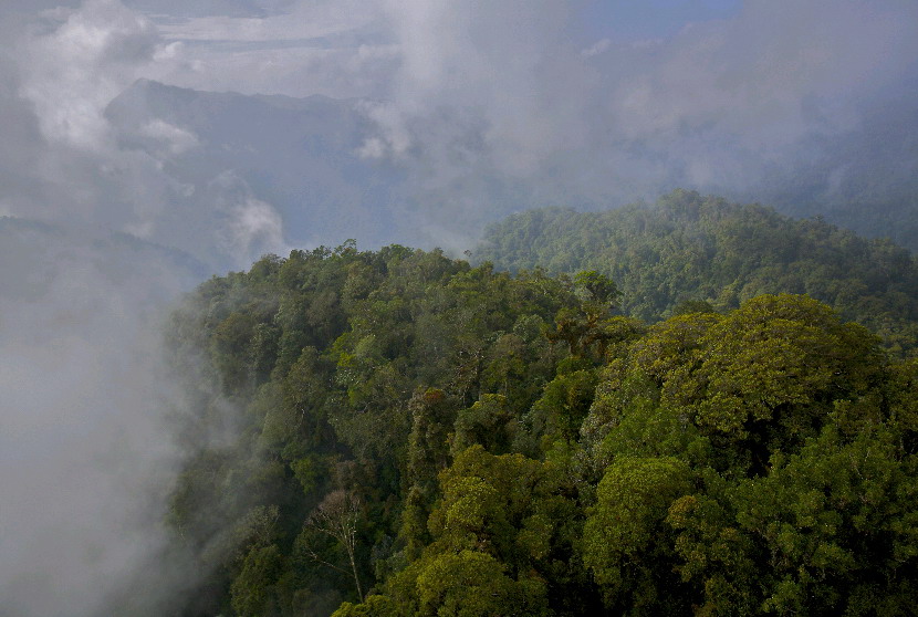 Hutan hujan tropis pegunungan Foja di Papua, Indonesia
