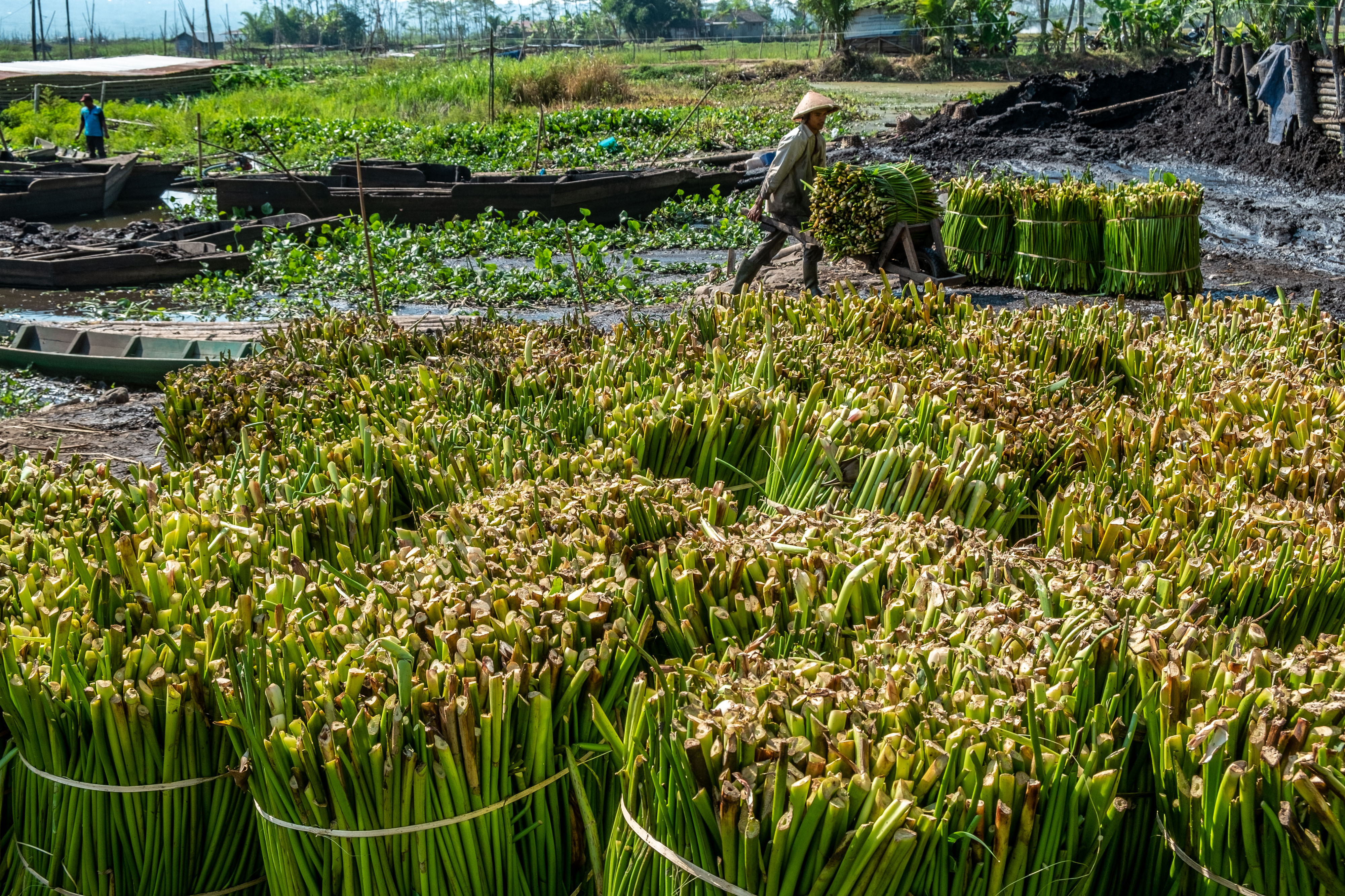 Memanfaatkan Eceng Gondok Jadi Kertas 