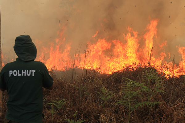 Kebakaran Hutan