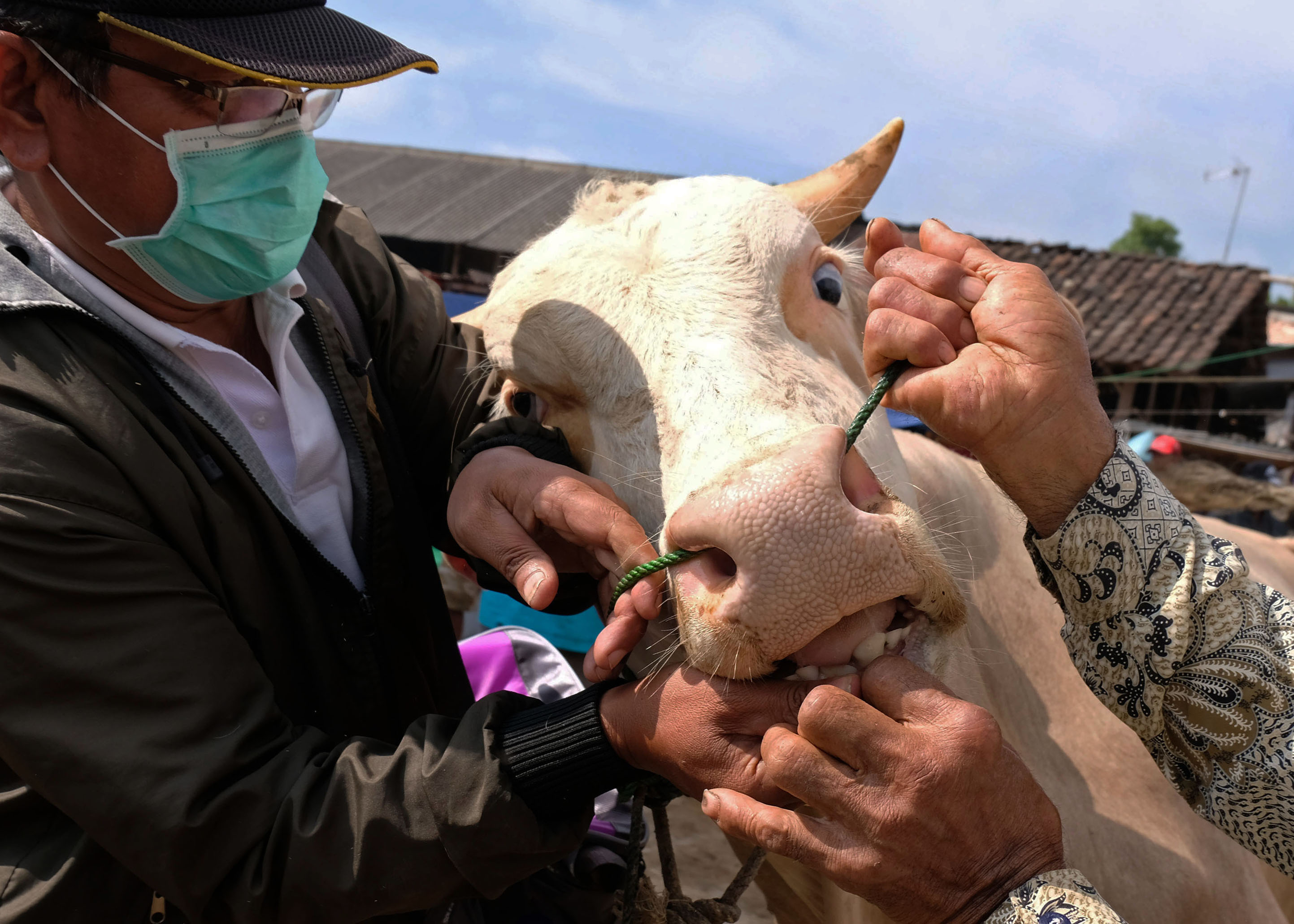  PEMERIKSAAN HEWAN KURBAN