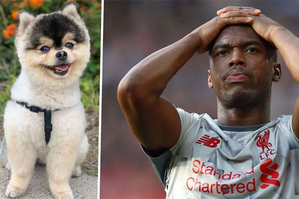 DANIEL Sturridge menyiapkan uang 30.000 pound sterling untuk menebus anjingnya, Lucky Lucci yang bernilai 4.000 pound sterling yang dicuri