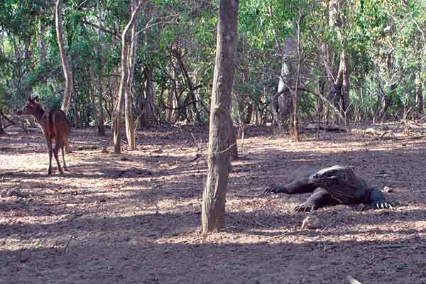 Satwa komodo dan rusa di Pulau Komodo, Manggarai Barat, NTT, beberapa waktu silam.