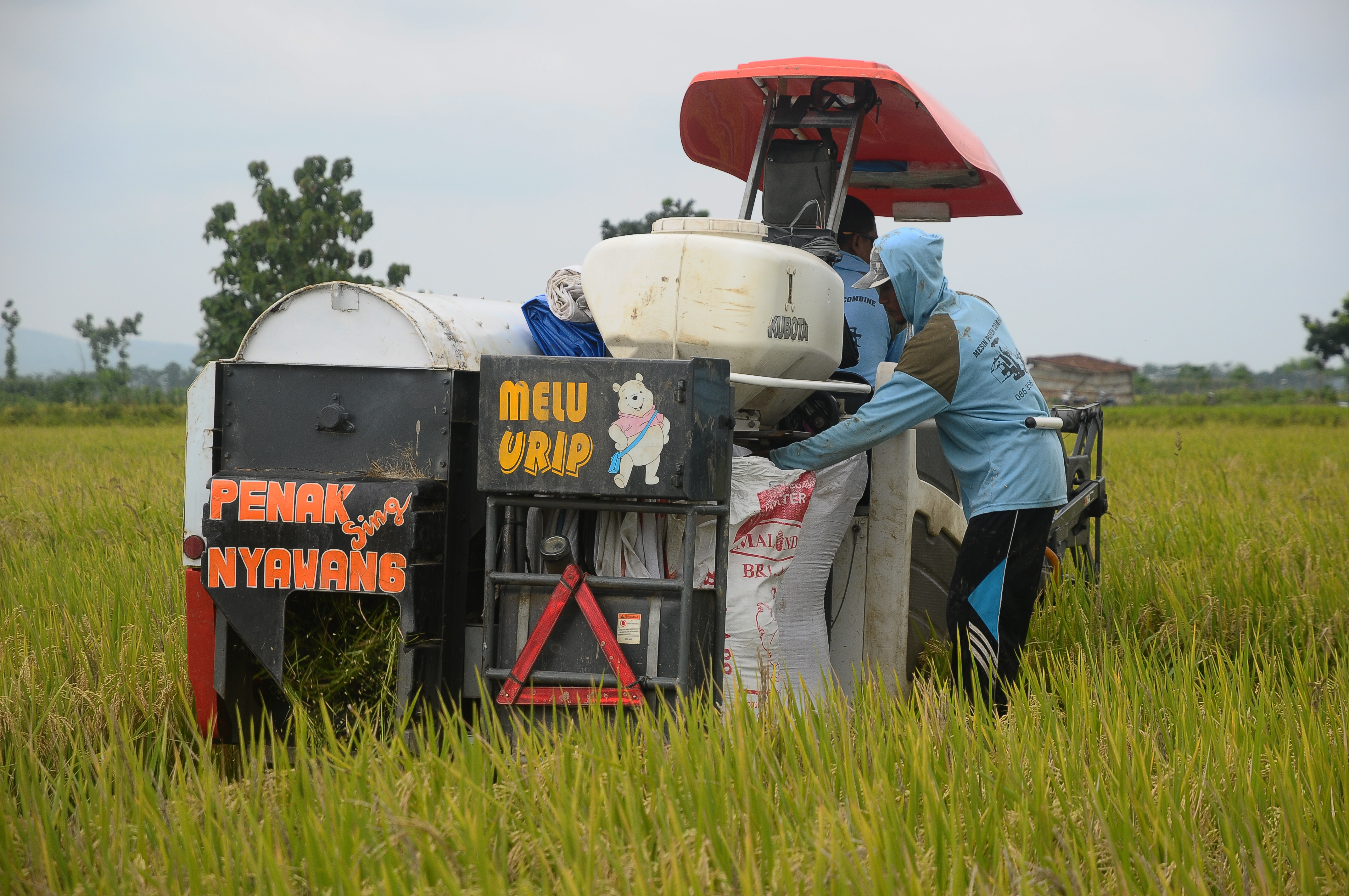PROGRAM ASURANSI PETANI PADI
