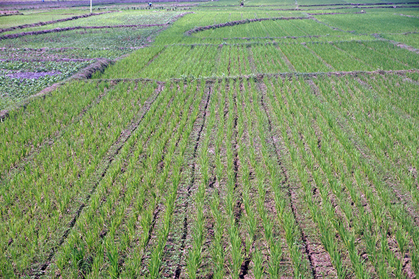 Sawah kekeringan