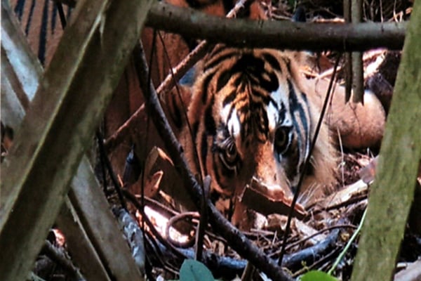 Harimau Sumatra terkena perangkap jerat