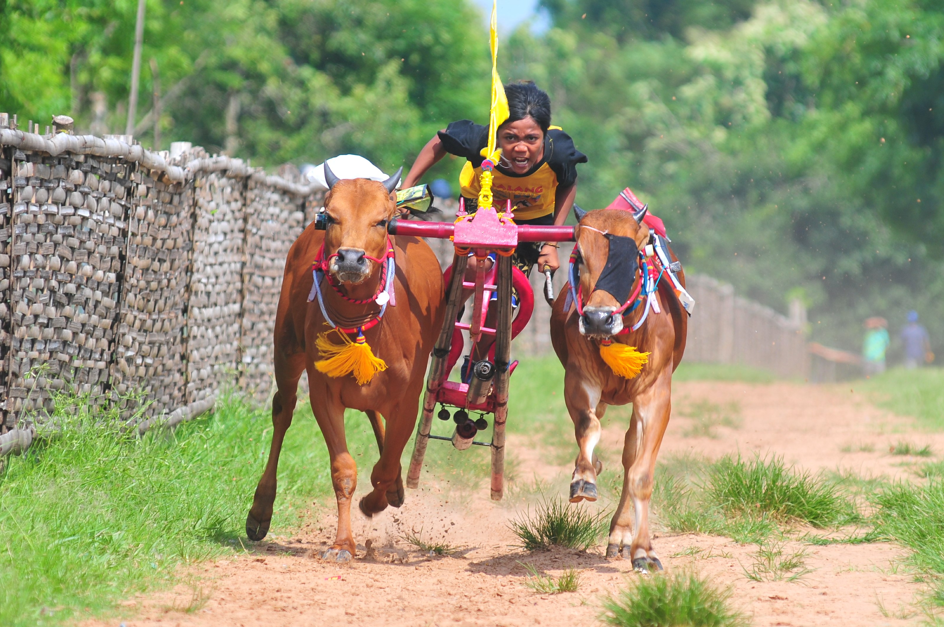 Joki memacu sapi karapan di Lapangan Pakong, Durbuk, Pamekasan, Jawa Timur