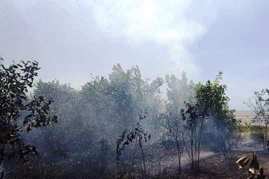 Sepetak lahan di Babel yang terbakar diduga kuat karena puntung rokok.
