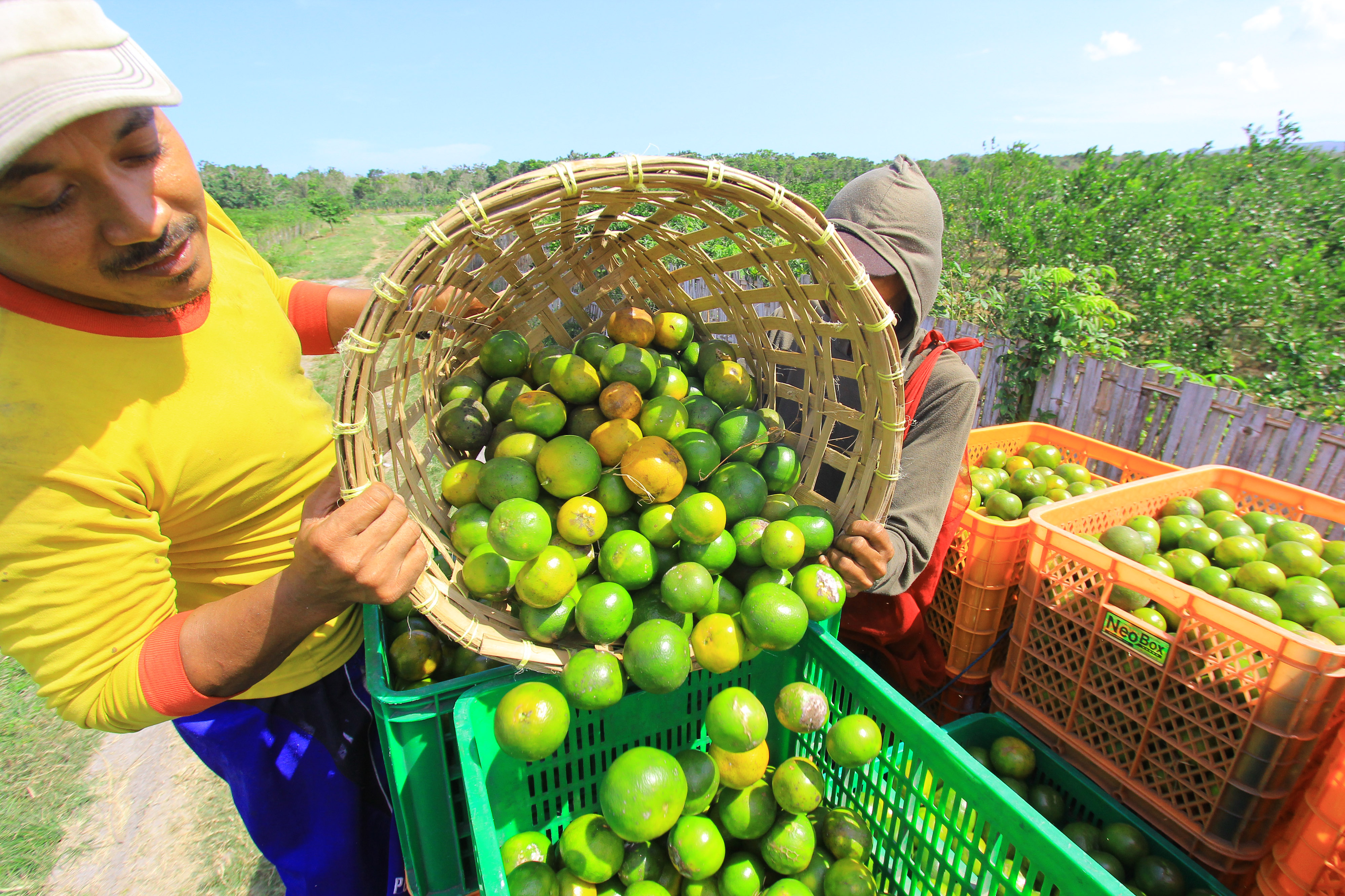 Petani menata buah jeruk hasil panen di perkebunan Purwoarjo, Banyuwangi, Jawa Timur. 