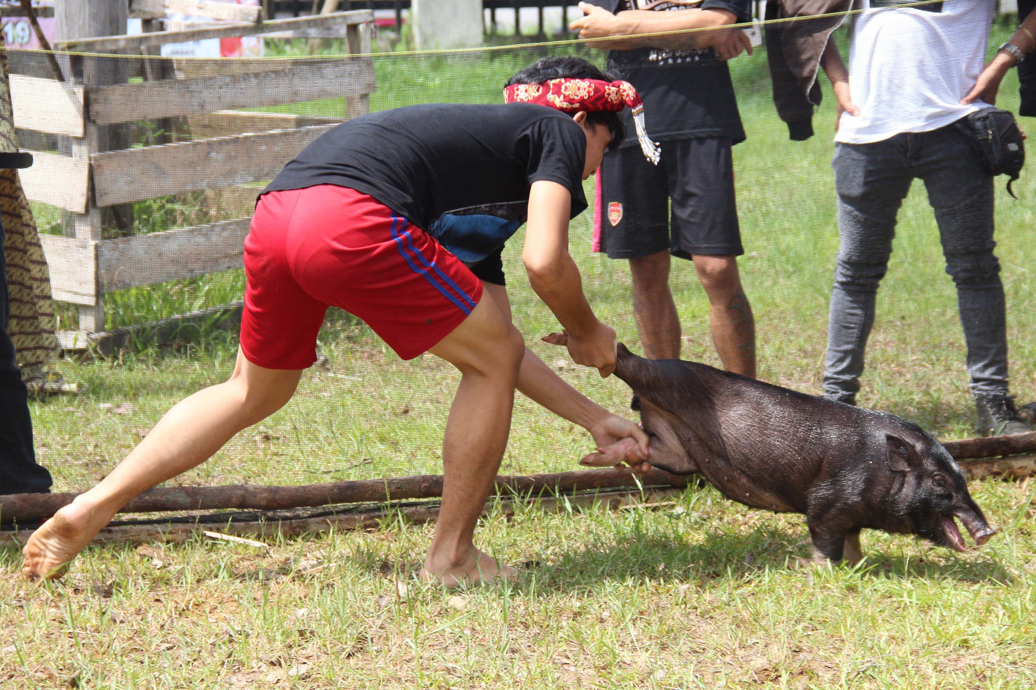 Seorang lelaki menangkap seekor babi hutan 