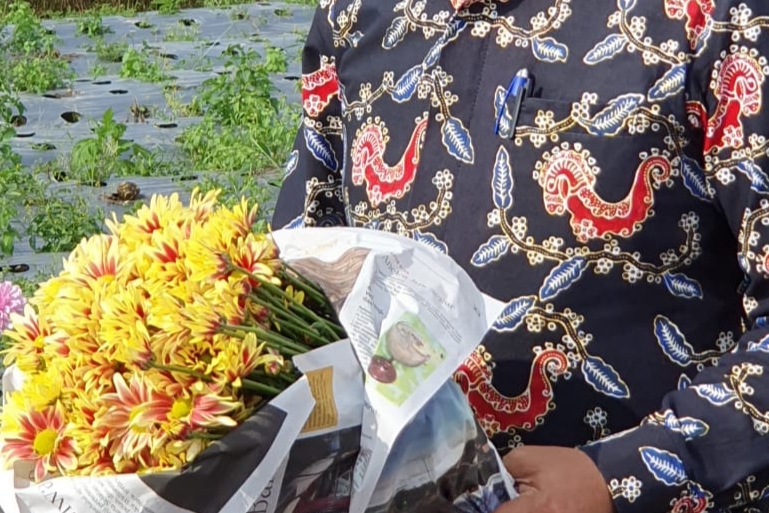 Bunga krisan varietas Puspita Nusantara.