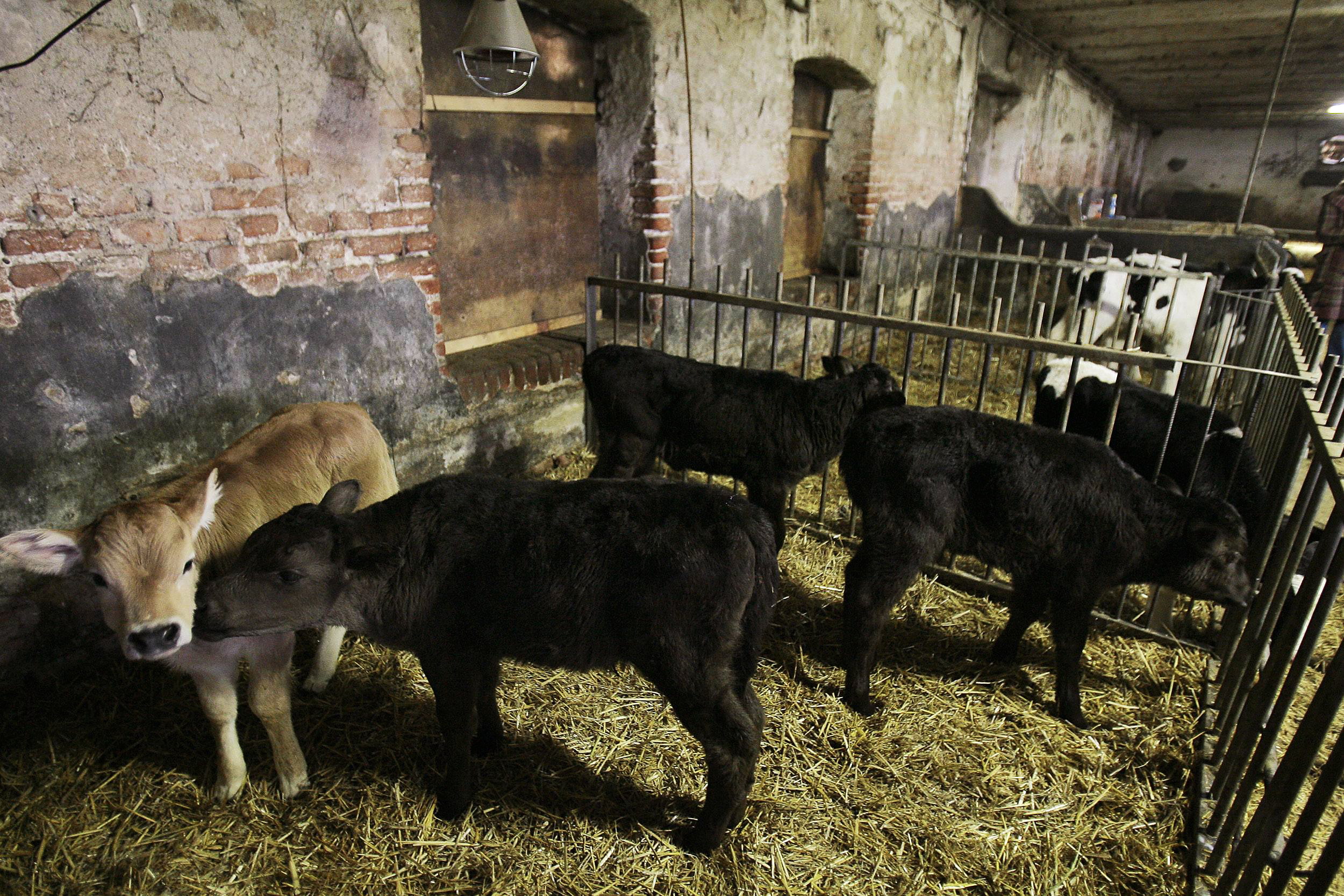 Tiga sapi Wagyu yang berumur satu bulan