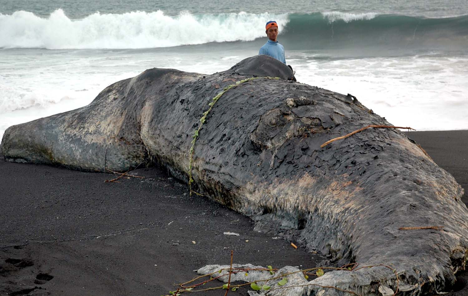 Bangkai ikan paus yang mati terdampar di Pantai Bambang Kabupaten Lumajang, Jawa Timur