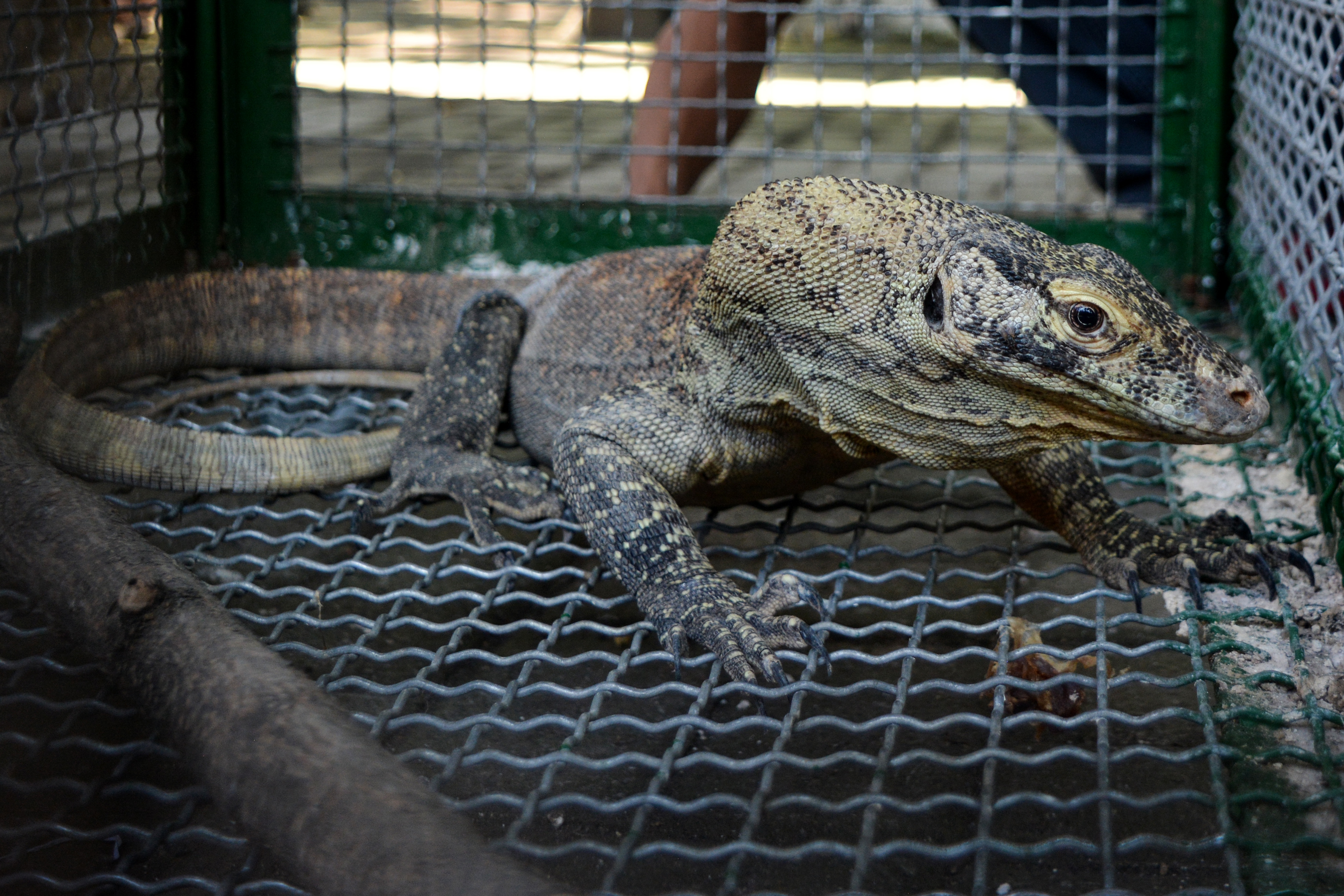 Seekor anakan Komodo (Varanus Komodoensis) mendapatkan perawatan di ruang transit Balai Konservasi Sumber Daya Alam (BKSDA) jatim
