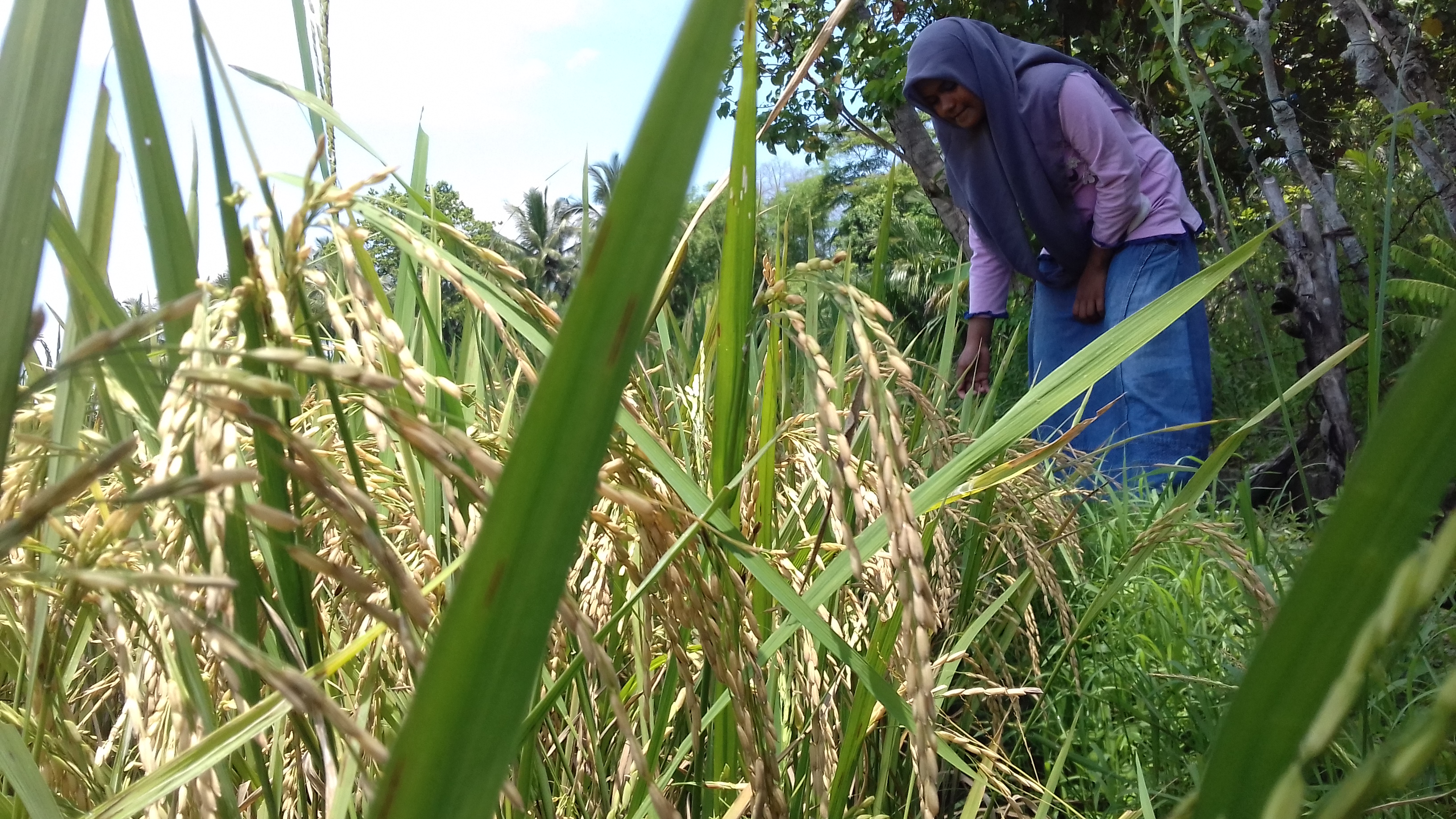 Seorang petani di  Desa Blang Bitra, Kecamatan Peureulak Kota, Aceh Timur, mengecek tanaman padi terserang jamur cekik leher. 