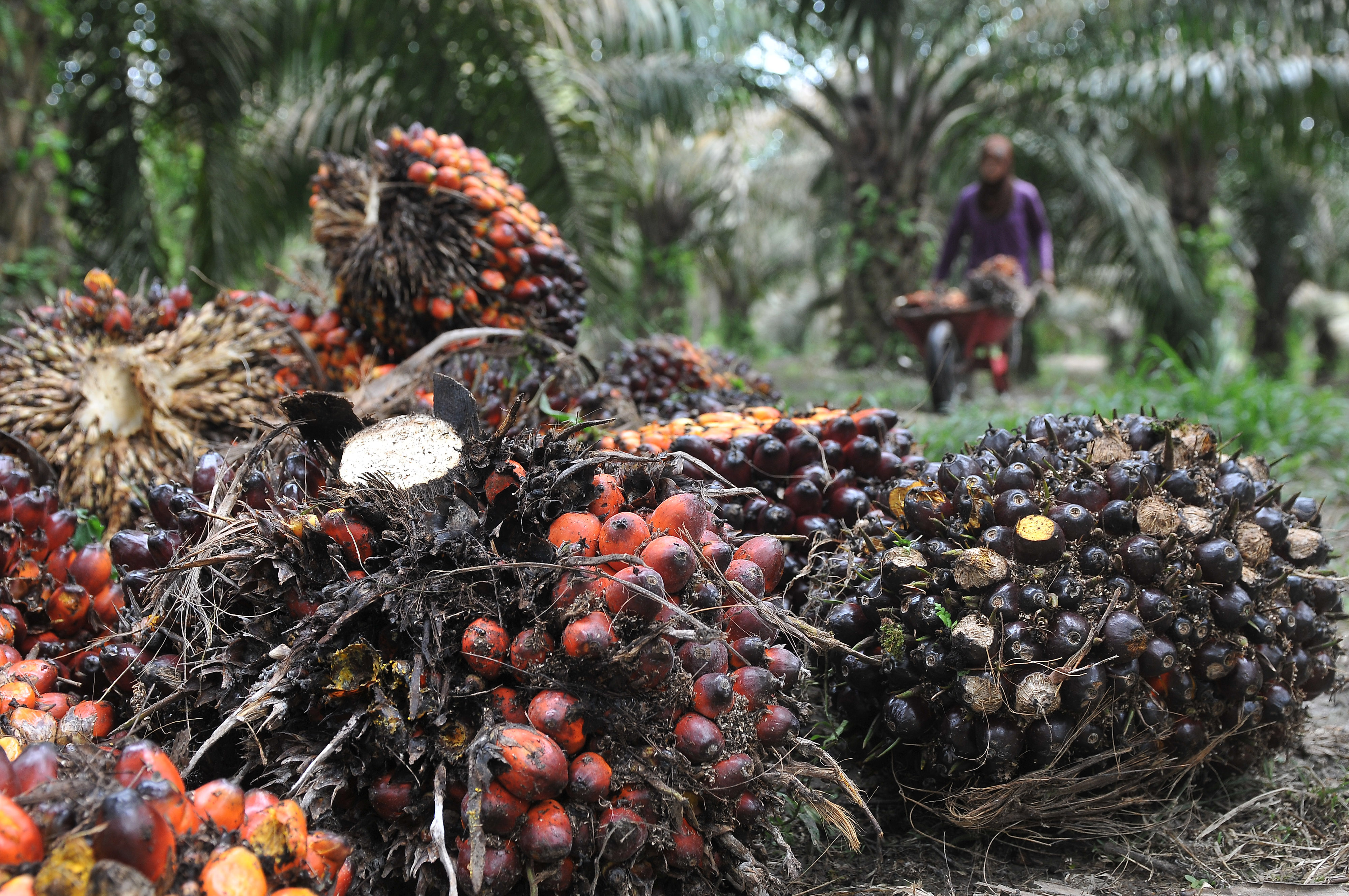 Warga membawa hasil panen kelapa sawit di lahan perkebunan Danau Lamo, Maro Sebo, Muarojambi, Jambi, Minggu (2/12/2018).