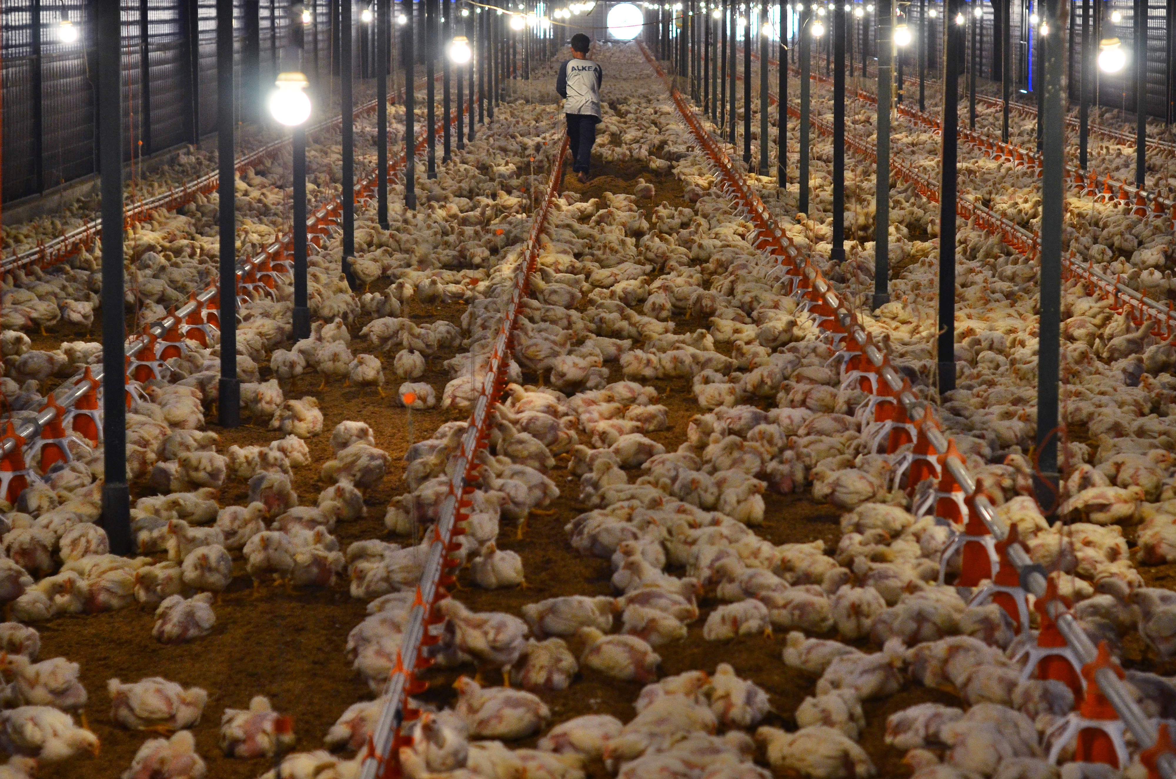 Pekerja memeriksa ayam potong di peternakan ayam modern Naratas Kampung Alinayin, Kabupaten Ciamis, Jawa Barat.