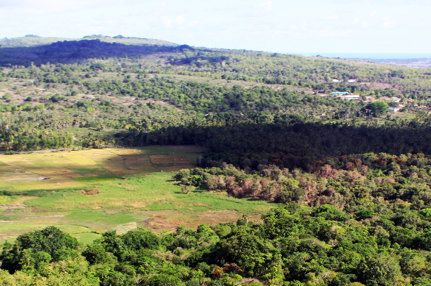 Danau Peto, habitat kura-kura leher ular, menyatu dengan lokasi persawahan Peto di Desa Maubesi, Kabupaten Rote Ndao, NTT