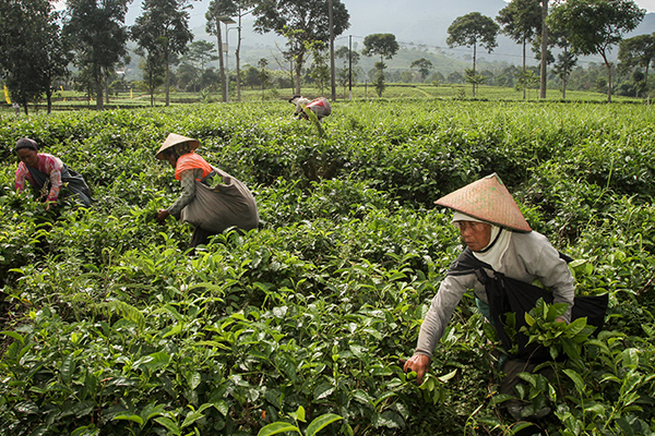 Buruh memetik pucuk daun teh di area perkebunan teh 