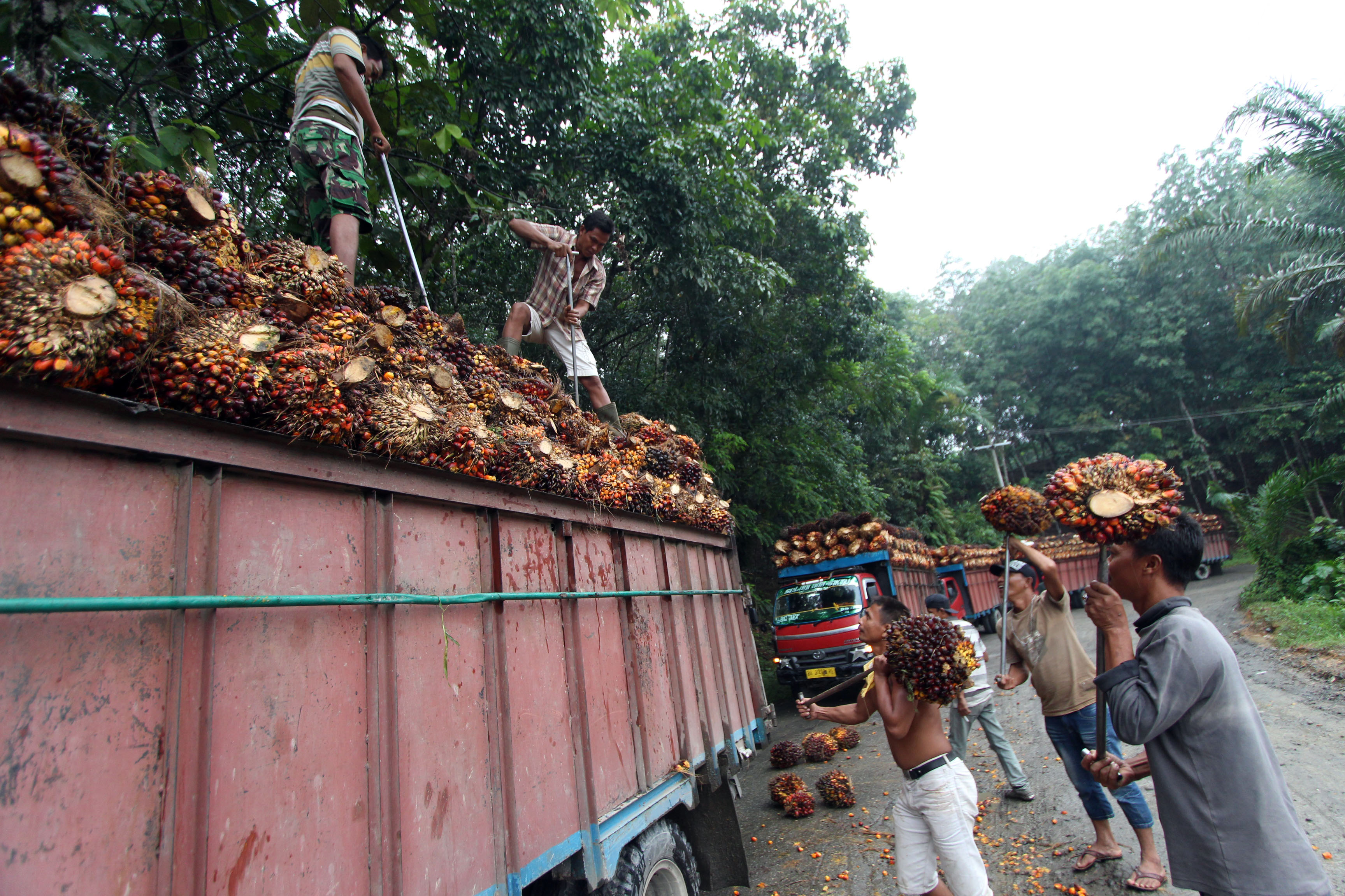  Sejumlah petani lokal mengangkut hasil panen kelapa sawit kedalam truk untuk dibawa ke pabrik