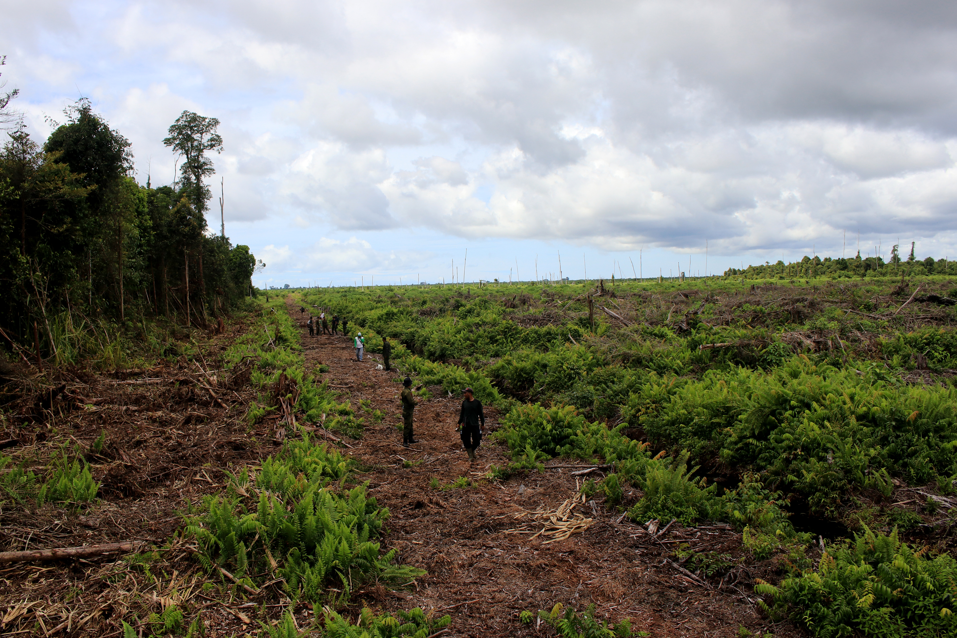 Ilustrasi  pembukaan lahan baru di kawasan lindung gambut Rawa Tripai, Alue Bilie, Nagan Raya, Aceh