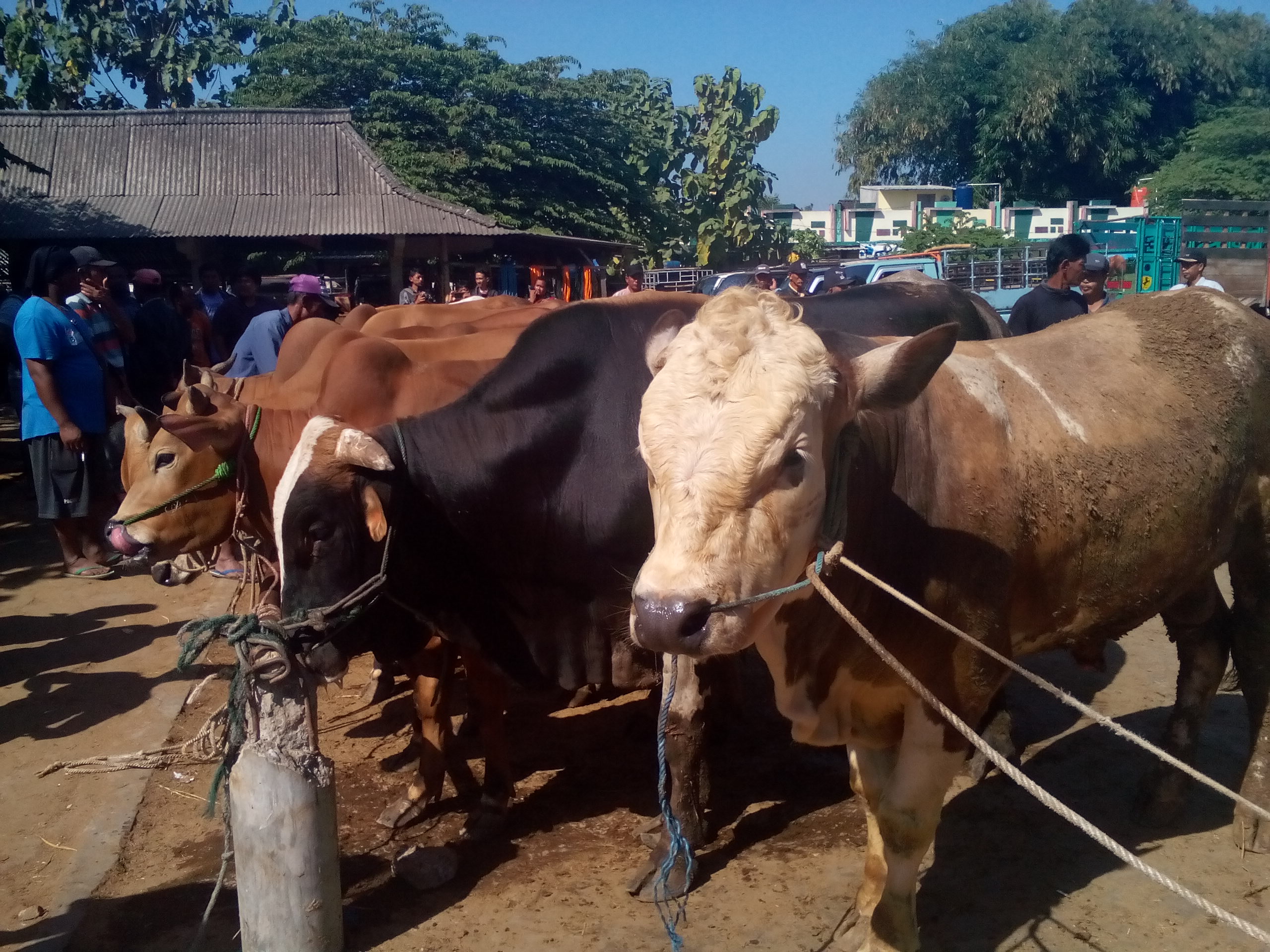 Kementan Jamin Kesehatan 1,3 Juta Hewan Kurban 