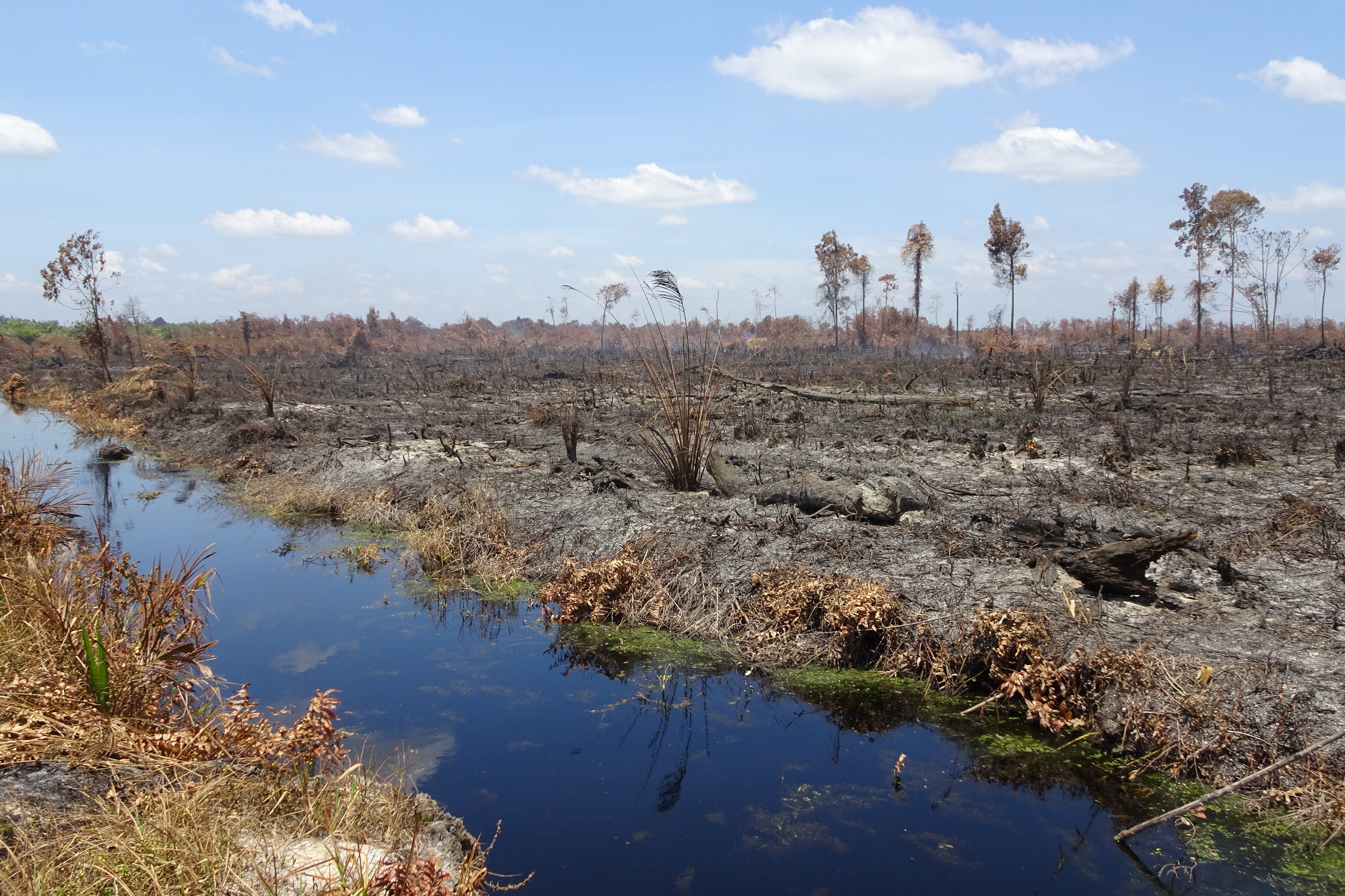 Lahan gambut terbakar di konsesi PT SRL Blok III-Kubu di Desa Teluk Bano I, Riau.