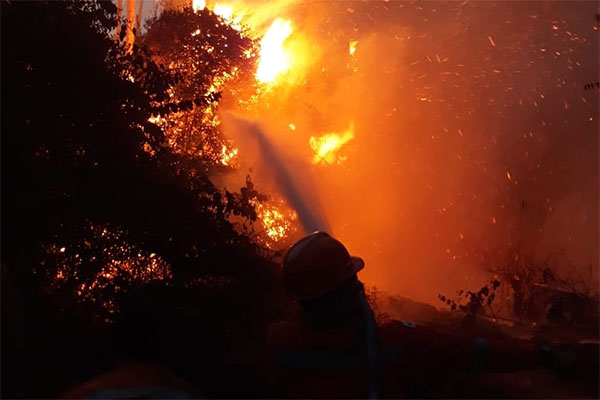 Kebakaran Hutan di TN Tesso Nilo