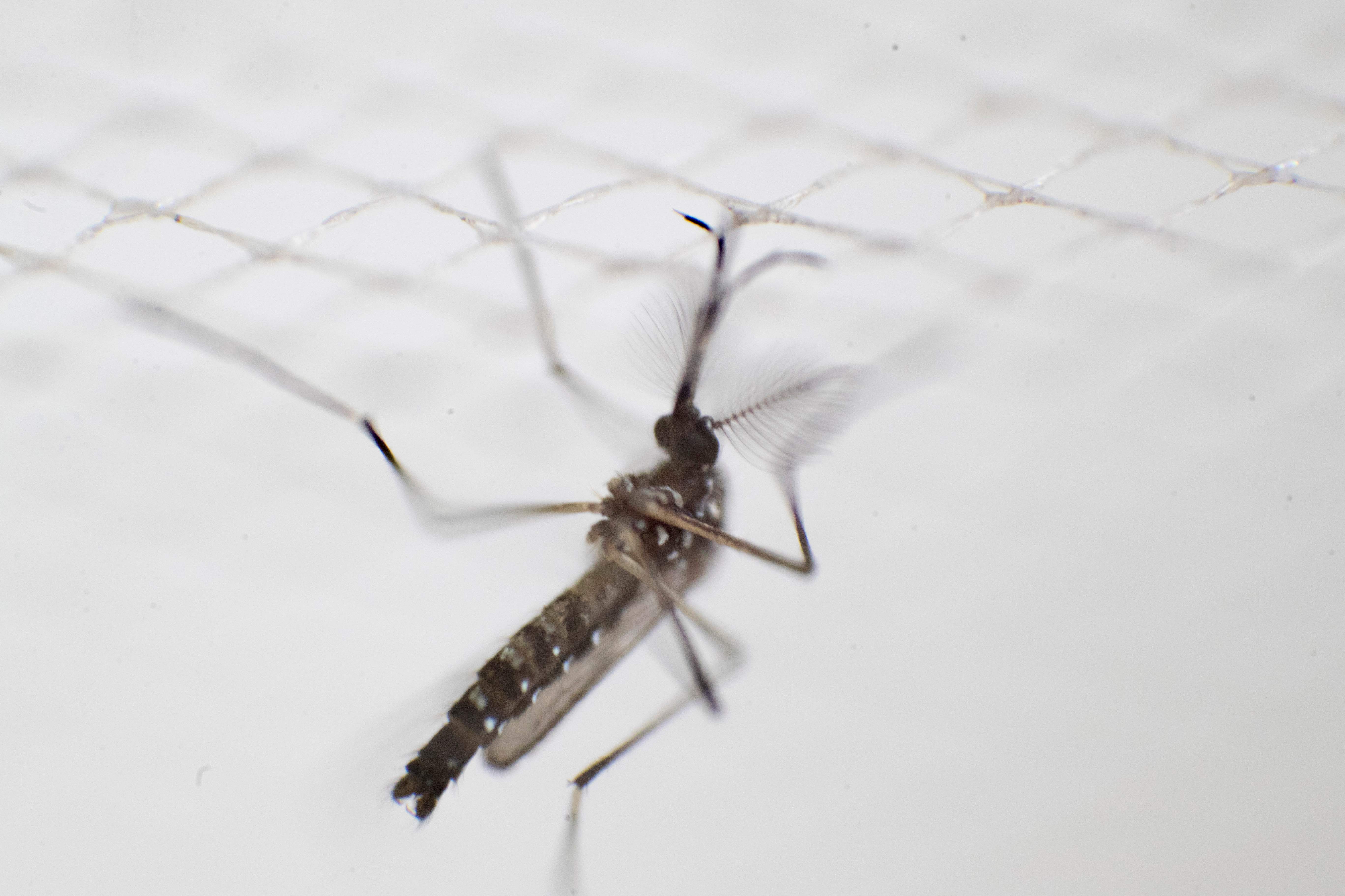 Nyamuk Aedes Aegypti