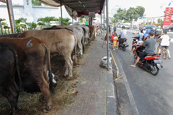 Ilustrasi -- Pedagang hewan kurban seperti kambing dan sapi dijual di atas trotoar di kawasan Petamburan, Jakarta, Minggu (4/8/2019).