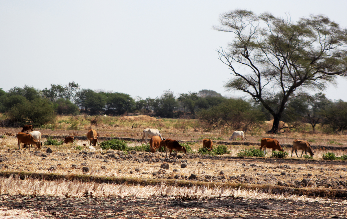 Kekeringan di NTT berdampak pada lahan pertanian 