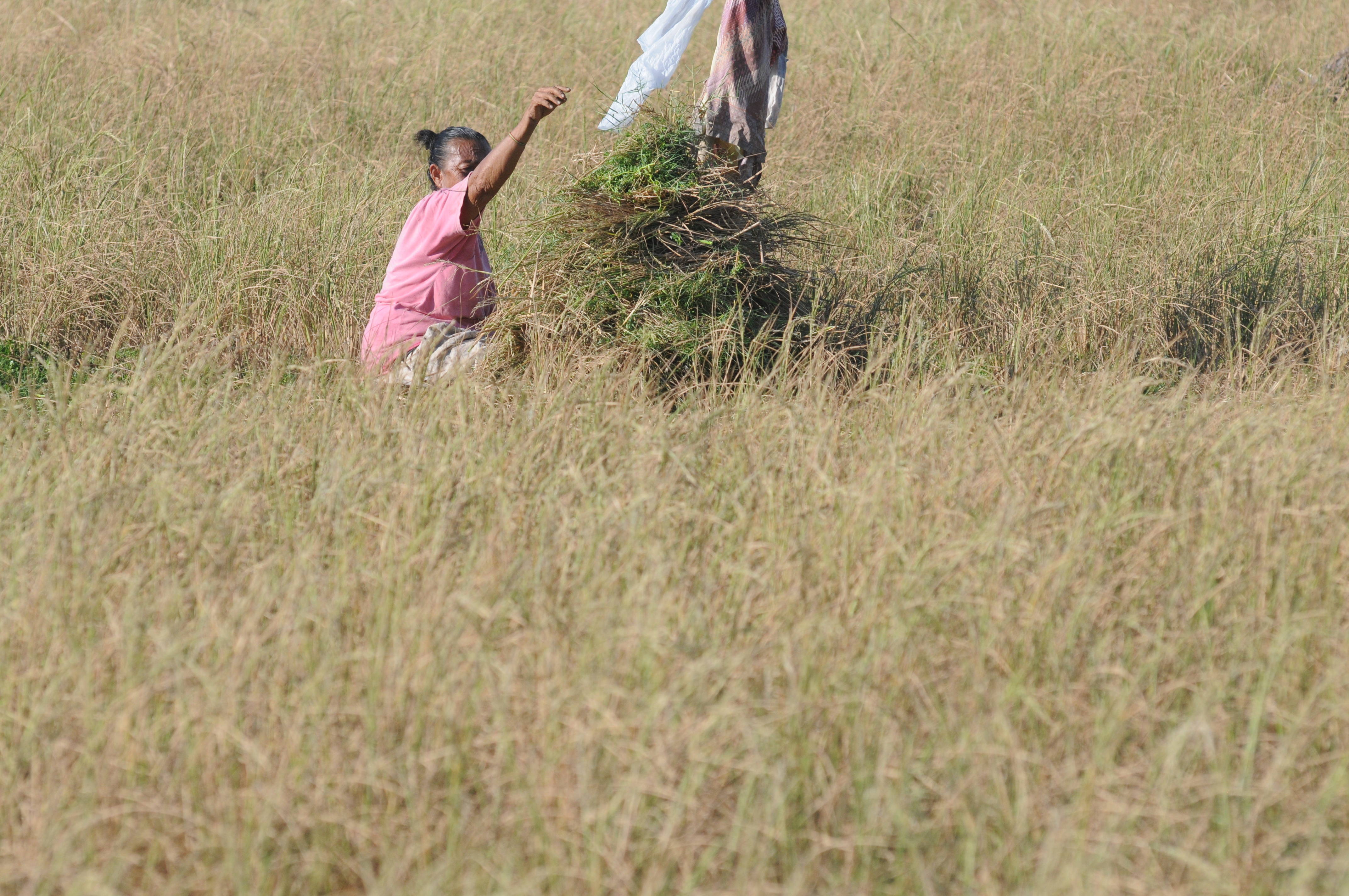Warga memotong tanaman padi yang mengering untuk dijadikan pakan sapi di Desa Tanjung, Pamekasan, Jawa Timur, Senin (22/7/2019).